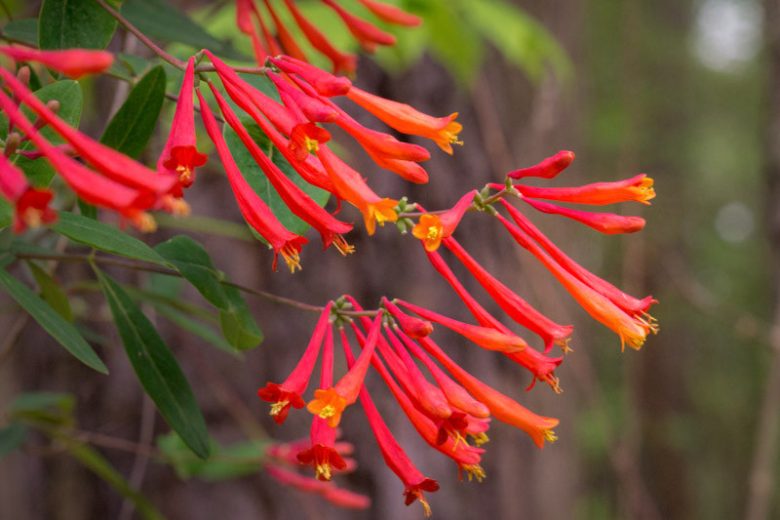 Lonicera sempervirens, Coral Honeysuckle, Trumpet Honeysuckle, Woodbine, Red flowers, Orange flowers