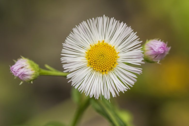 Erigeron pulchellus, Robin's Plantain, Poor Robin's Plantain, Rose Petty, Robert's Plantain, Blue Spring-daisy