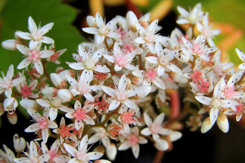 Sedum dasyphyllum, Corsican Stonecrop, Thick leaved Stonecrop, Thick-leaved Stonecrop, Leafy Stonecrop, Round leaved Stonecrop, Thick-leaved sedum, Stonecrop