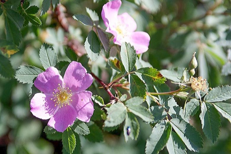 Rosa woodsii, Woods' Rose, Western Wild Rose, Wild Rose, Shrub Roses, Pink roses, Hardy roses