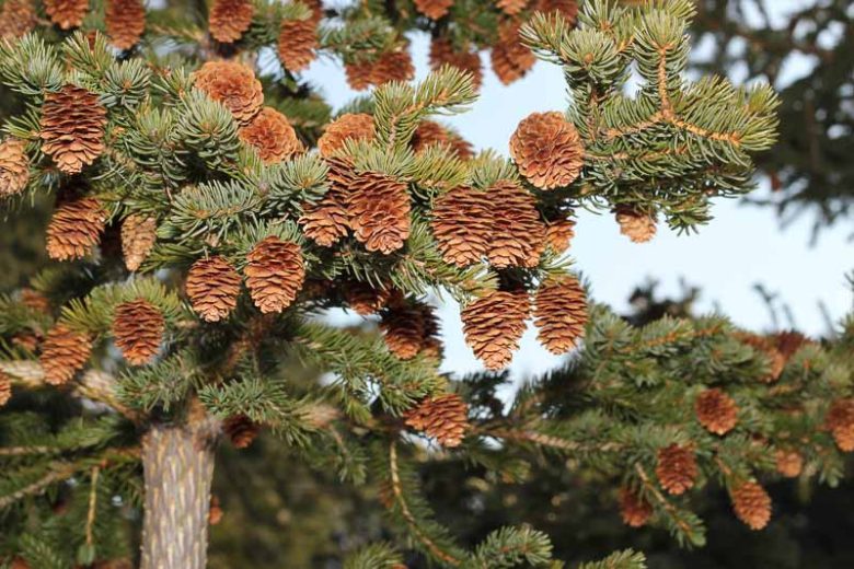 Picea sitchensis, Sitka Spruce, Tideland Spruce, Coast Spruce, Menzies Spruce, Evergreen Conifer, Evergreen Shrub, Evergreen Tree