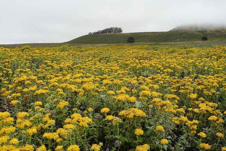 Eriophyllum staechadifolium, Seaside Woolly Sunflower, Lizard Tail, Yellow Flowers, Yellow Perennial, California Native Plants, California Native Perennials