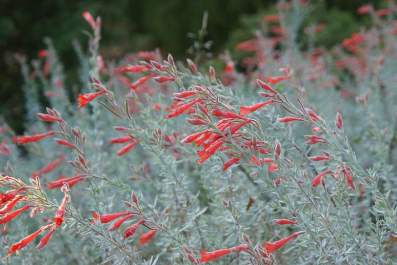 Epilobium canum, Hummingbird Trumpet, California Fuchsia, Zauschneria, Wild Fuchsia, Firechalice, Kolibritrumpet, Zauschneria californica, Red Flowers, Hummingbird Flowers