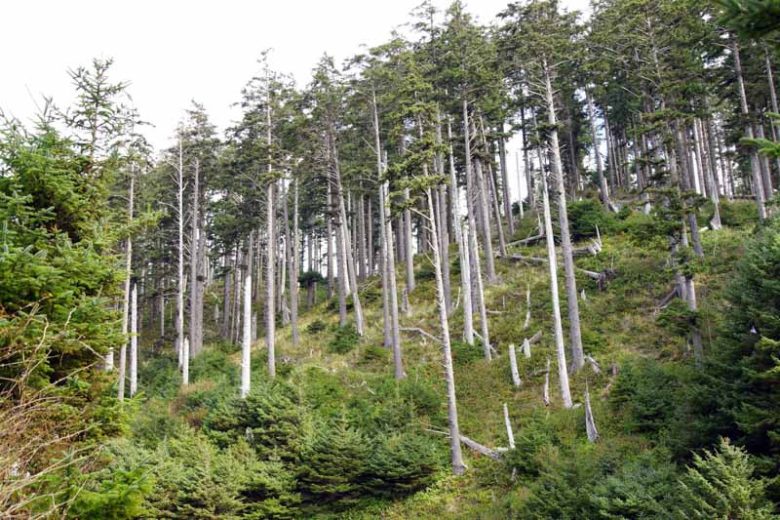 Pseudotsuga menziesii, Douglas Fir, Blue Douglas Fir, Green Douglas Fir, Oregon Pine, Evergreen Shrub, Evergreen Tree