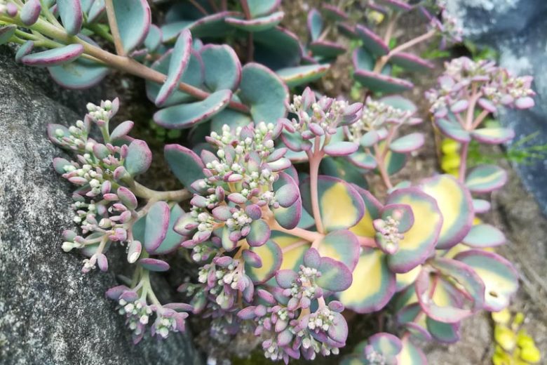 Sedum sieboldii 'Mediovariegatum', October Daphne 'Mediovariegatum', Variegated Sedum, Stonecrop 'Misebaya-nakafu', Hylotelephium sieboldii 'Foliis Mediovariegatis', Hylotelephium sieboldii 'Mediovariegatum', Sedum sieboldii 'Variegatum', Hylotelephium sieboldii 'Nakafu'