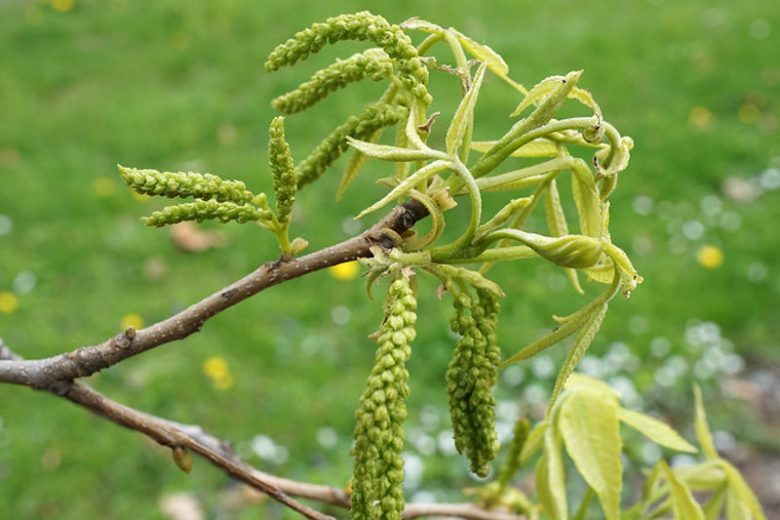 Carya cordiformis, Bitternut Hickory, Swamp Hickory, Bitternut, Pig Hickory, Pignut Hickory, Pignut, White Hickory, Red Hickory, Bitter Walnut, Bitter Pecan, Deciduous Tree, Fall Color, Fruit Tree
