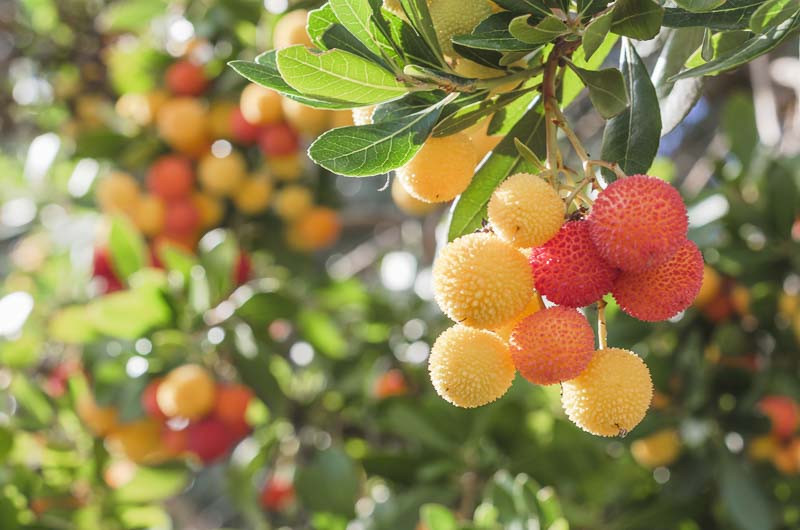 Arbutus, Strawberry Tree, evergreen shrub, evergreen tree, Arbutus unedo, Arbutus menziesii,madrona, Pacific madrona, laurelwood, and Oregon laurel