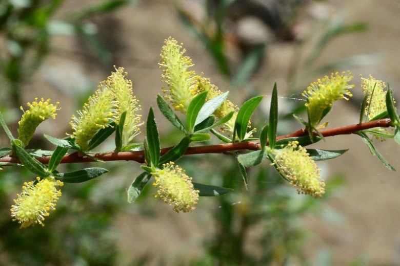 Salix exigua, Coyote Willow, Narrow-leaf Willow, Narrowleaf Willow, Sandbar Willow, Salix argophylla, Salix columbiana,