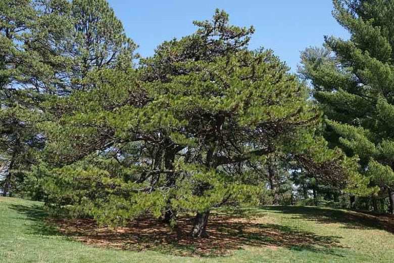 Pinus pungens, Table Mountain Pine, Hickory Pine, Prickly Pine, Evergreen Tree, Evergreen Shrub, Conifer