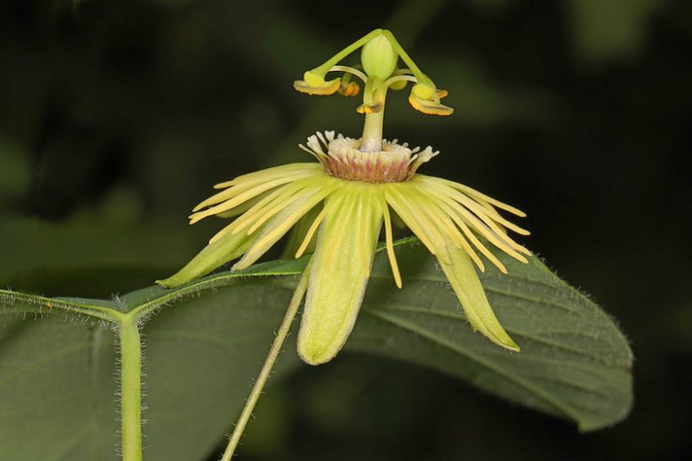 Passiflora lutea, Yellow Passionflower, Yellow Passion Vine, Yellow Passion-Flower, Flower of Five Wounds, Southern Beauty, Yellow Vines, Mediterranean Vines, Yellow Flowers