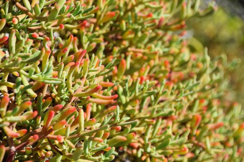 Sesuvium portulacastrum, Shoreline Seapurslane, Sea Purslane, Cenicilla, Portulaca portulacastrum, Ground Cover, Groundcover