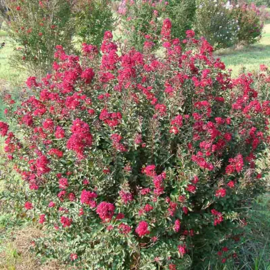 Lagerstroemia Double Feature®, Crape Myrtle 'Double Feature®, Crapemyrtle 'Double Feature®', Shrub, Red Flowers, Red Crape Myrtle, Red Flowers, Red Crape Myrtle