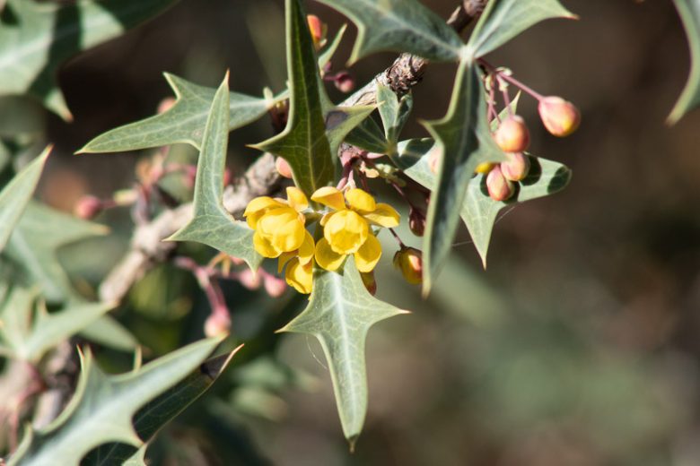 Mahonia trifoliolata, Agarita, Agarito, Algerita, Laredo Mahonia, Laredo Oregon-grape, Trifoliate Barberry, Wild Currant, Berberis trifoliolata,, Yellow Flowers, evergreen shrub