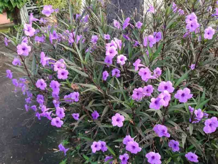Ruellia squarrosa, Water Bluebell, Creeping Ruellia, Trailing Ruellia, Lavender flowers, aquatic plants, groundcover