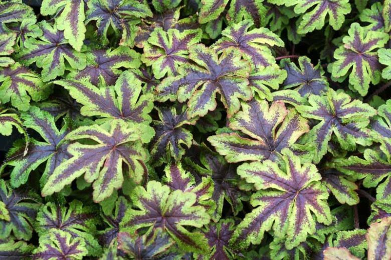 Tiarella 'Jeepers Creepers', Foam Flower 'Jeepers Creepers', Coolwort 'Jeepers Creepers', False Mitrewort 'Jeepers Creepers', White Coolwort, Shade plants, White Flowers