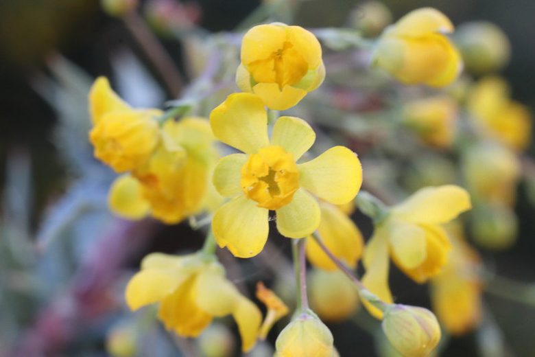 Berberis Koreana, Nevin's Barberry, Mahonia nevinii, Odostemon nevinii, Berries, Shrub with Berries, Evergreen Shrub, Red Berries, Flowering Shrub