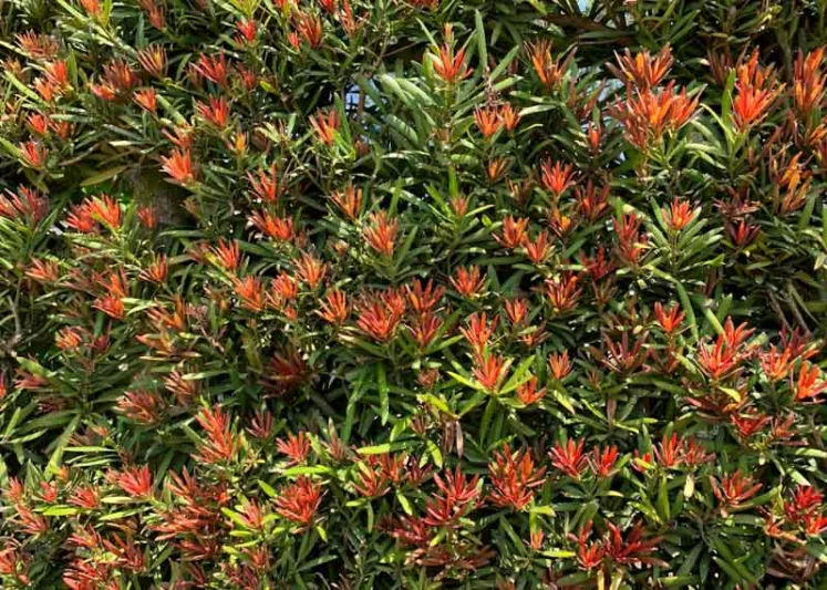 Podocarpus macrophyllus Mood Ring®, Chinese Podocarpus Mood Ring®, Shrubby Podocarpus Mood Ring®, Podocarpus macrophyllus 'Sosa'