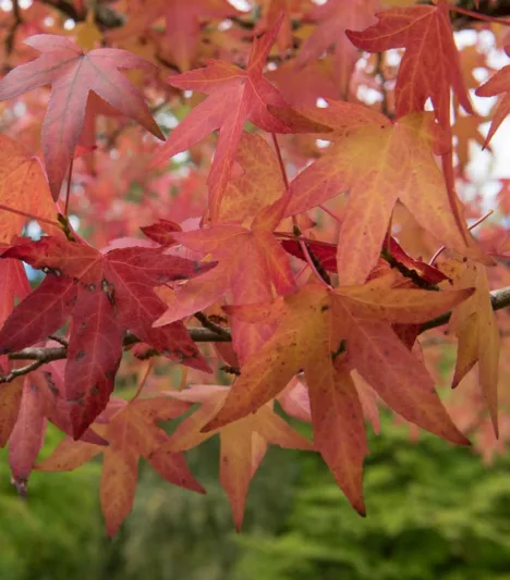Liquidambar styraciflua Worplesdon, Sweet Gum Worplesdon, American Red Gum Worplesdon, American Sweet Gum Worplesdon, Bilsted Worplesdon, Deciduous Tree, Fall Color