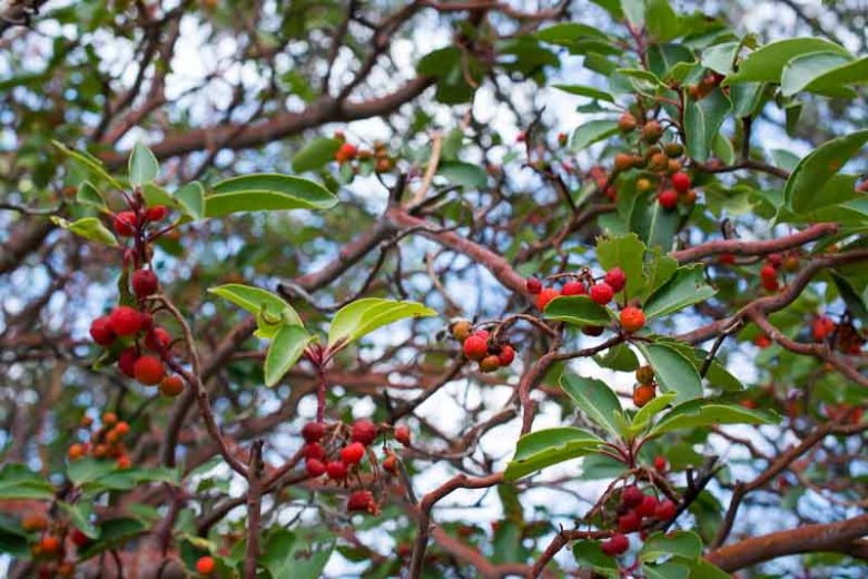 Arbutus andrachne, Greek Strawberry Tree, Grecian Strawberry Tree, Evergreen Shrubs, White flowers, Pink flowers, Red Fruits, Yellow Fruits, drought tolerant flowers, Flowering Tree