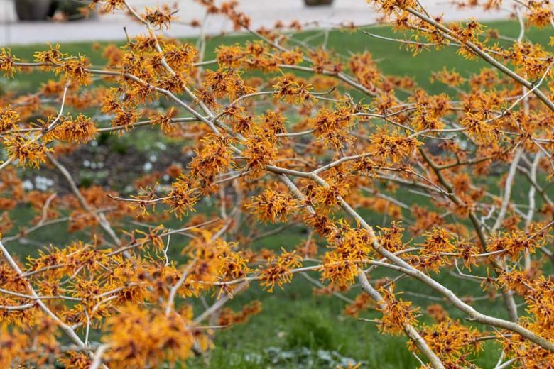 Hamamelis x Intermedia 'Aphrodite', Witch Hazel 'Aphrodite', Chinese Witch Hazel 'Aphrodite', Orange Flowers, Orange Witch Hazel