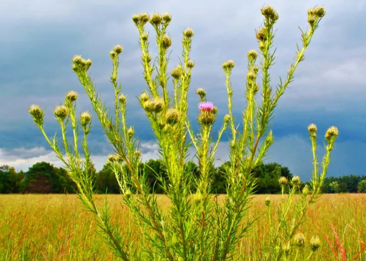 Cirsium discolor, Field Thistle, Pasture Thistle, Carduus discolor, perennial plant, perennial plants, Purple flowers, Pink flowers