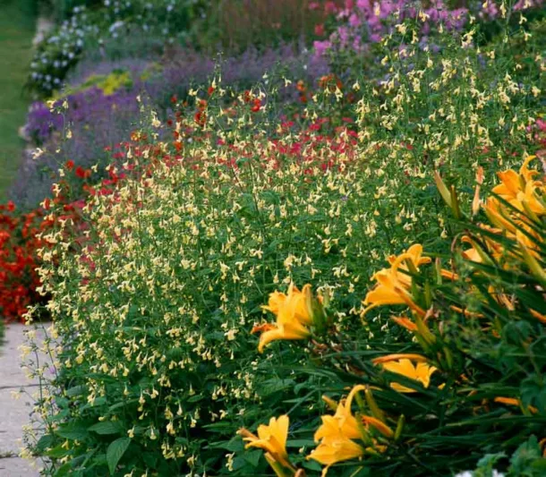 Nepeta govaniana, Catmint, Yellow Catmint, Yellow Flowers