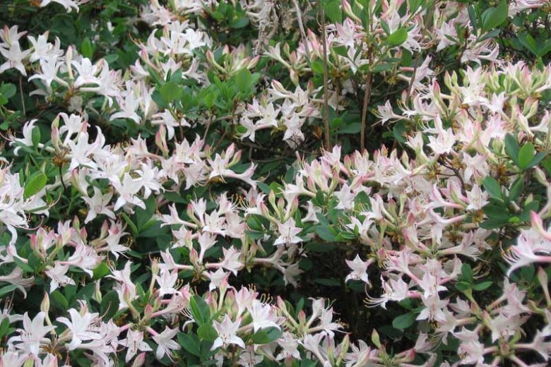 Rhododendron Atlanticum, Coastal Azalea, Dwarf Azalea, Midseason Azalea, Fragrant Azalea, Fragrant Rhododendron, White Azalea, White Rhododendron, White Flowering Shrub