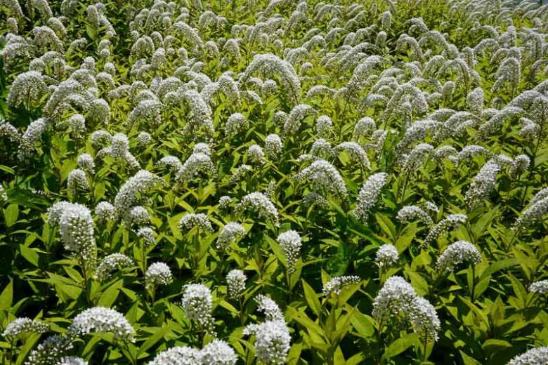 Lysimachia clethroides, Gooseneck Loosestrife, Gooseneck, White flowers