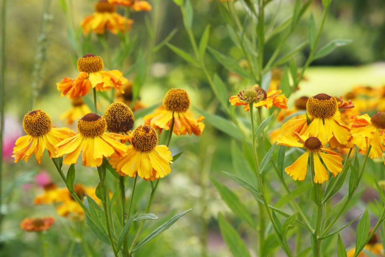 Helenium autumnale, Common Sneezeweed, Fall Sneezeweed, Autumn Sneezeweed, Yellow Helenium