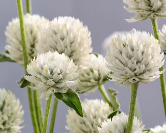Gomphrena globosa 'Ping Pong White', Globe Amaranth 'Ping Pong White', Bachelor's Button 'Ping Pong White', Globe Flower 'Ping Pong White', White Globe Amaranth