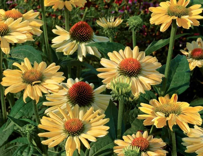 Echinacea Aloha, Aloha Echinacea, Coneflower 'Aloha', Yellow coneflower, Yellow coneflowers, Yellow Echinacea, Yellow Flowers, Yellow Perennials