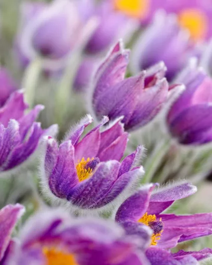Pulsatilla Vulgaris,Pasque Flower, Pasqueflower, Meadow Anemone, April Fools, Badgers, Blue Money, Blue Tulip, Drought tolerant perennials, Purple perennial flowers, Evergreen perennial, Low maintenance perennial, perennial g