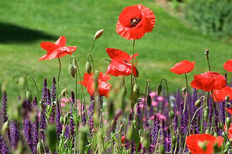 Papaver Rhoeas , Common Poppy, Corn Poppy, Corn Rose, Field Poppy, Flanders Poppy, Red Poppy, Red Weed, Coquelicot, Papaver Commutatum, Papaver Strigosum, Red flowers