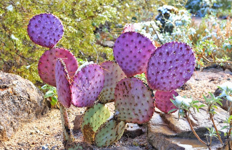 Opuntia santarita, Santa Rita Prickly Pear, Opuntia santa-rita, Opuntia gosseliniana var. santarita, Opuntia chlorotica var. santarita, Opuntia violacea var. santarita, pink succulent, pink cactus, purple cactus, drought tolerant plant,