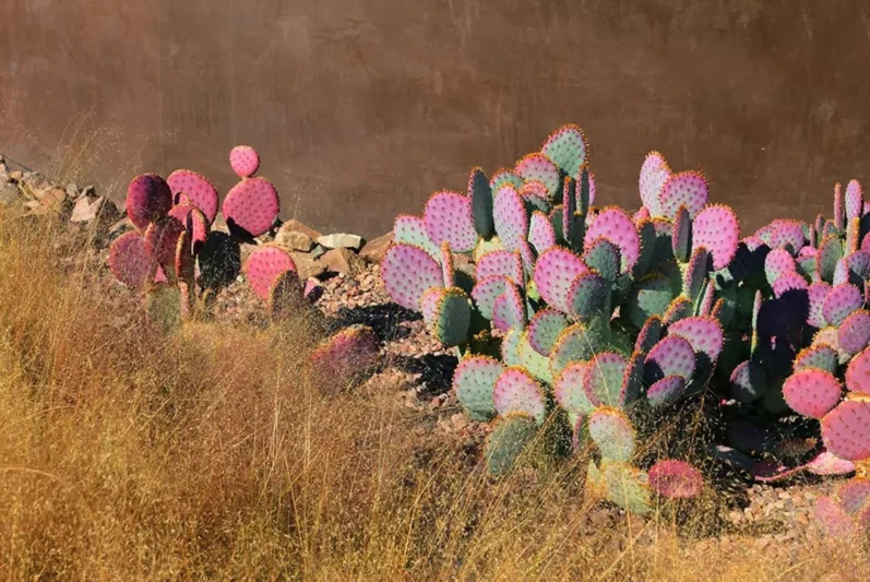 Opuntia macrocentra, Black-Spine Prickly Pear, Purple Prickly Pear, Red-joint Prickly Pear, Texas Santa Rita, succulent, cactus, drought tolerant plant