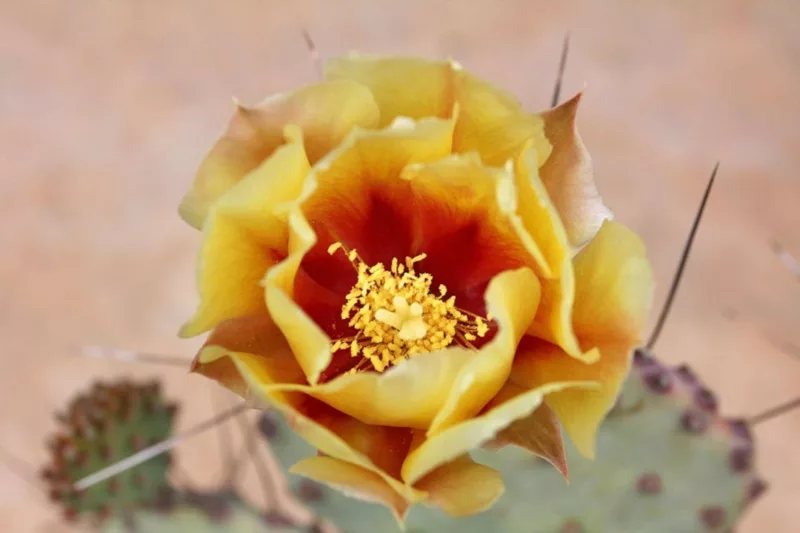 Opuntia macrocentra, Black-Spine Prickly Pear, Purple Prickly Pear, Red-joint Prickly Pear, Texas Santa Rita, succulent, cactus, drought tolerant plant