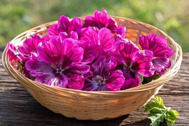 Malva, Common Mallow, High Mallow, Hock, Hock Herb, Marsh Mallow, Musk Mallows, Maws, Round Dock, Tall Mallow, Malva moschata, Malva Sylvestris