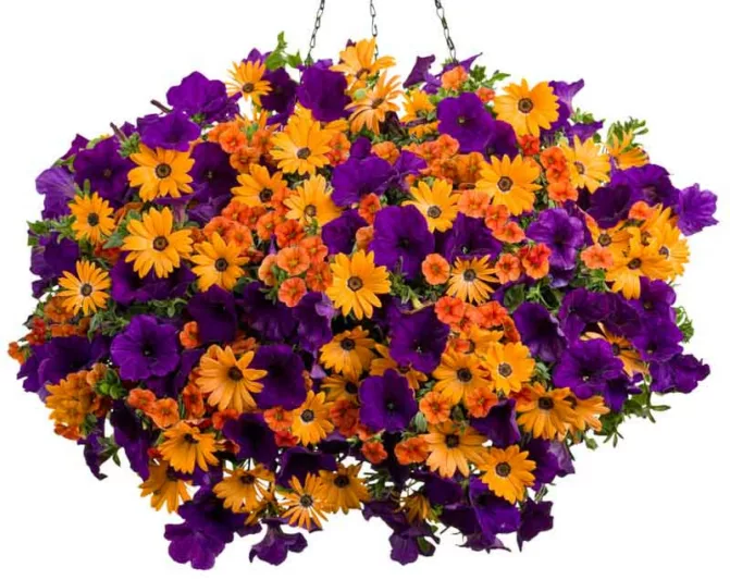 Osteospermum 'Orange Symphony', African Daisy 'Orange Symphony', Cape Daisy 'Orange Symphony', Symphony Series, evergreen perennial, evergreen shrub, Orange flowers