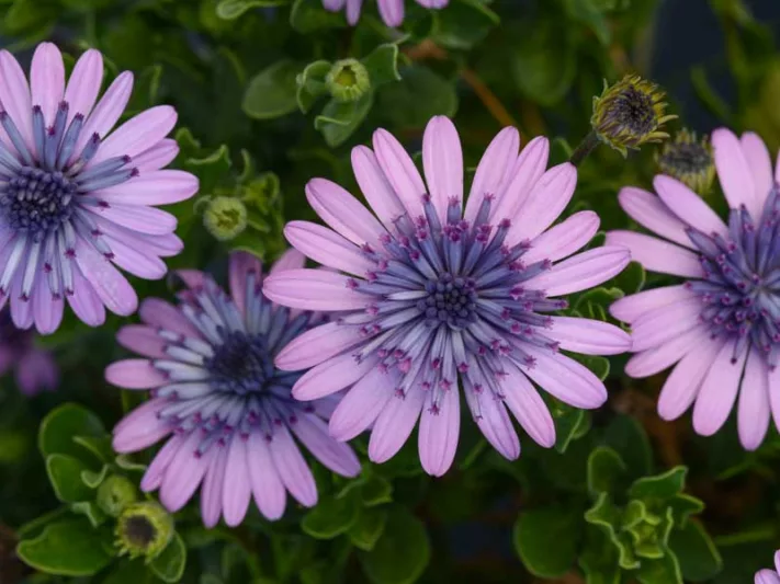 Osteospermum '4D Pink', African Daisy '4D Pink', Cape Daisy '4D Pink', 4D Series, evergreen perennial, evergreen shrub, Pink flowers