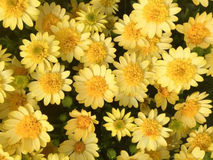 Osteospermum '4D Sunburst', African Daisy '4D Sunburst', Cape Daisy '4D Sunburst', 4D Series, evergreen perennial, evergreen shrub, Yellow flowers