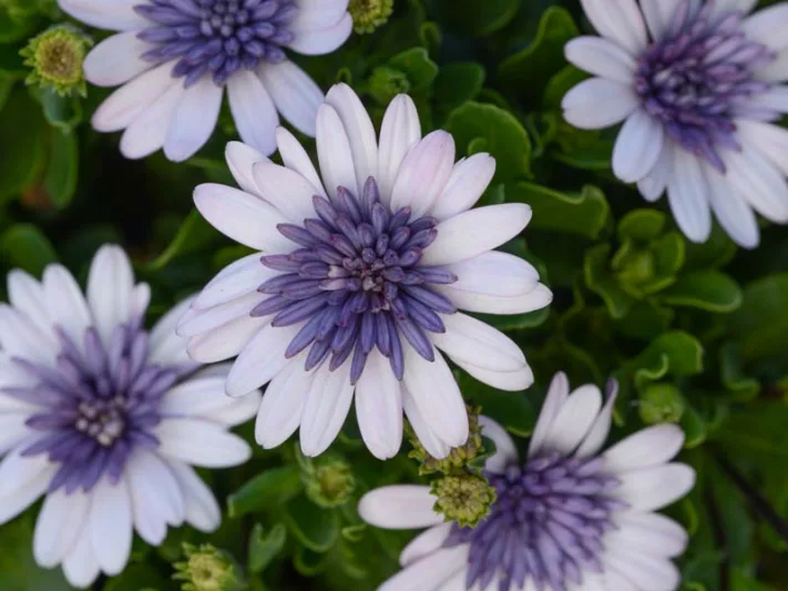 Osteospermum '4D Violet Ice', African Daisy '4D Violet Ice', Cape Daisy '4D Violet Ice', 4D Series, evergreen perennial, evergreen shrub, purple flowers, White flowers