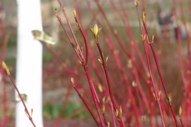 Cornus Alba Aurea, Tatarian Dogwood 'Aurea', Red-Barked Dogwood 'Aurea', Cornus alba f. aurea sibirica, Red stems, Variegated Dogwood, Variegated Tatarian Dogwood