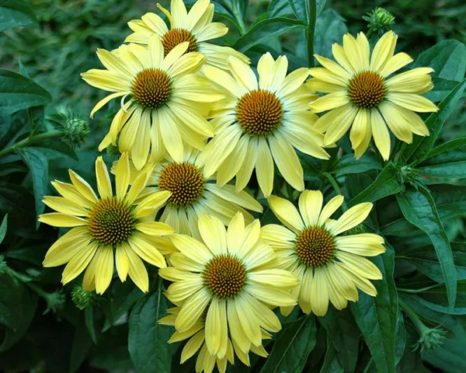 Echinacea 'Sunrise', Coneflower 'Sunrise', Echinacea 'Big Sky Sunrise', Echinacea 'Big Sky Series, Yellow Coneflowers, Drought tolerant perennials, Cone flowers, Coneflowers