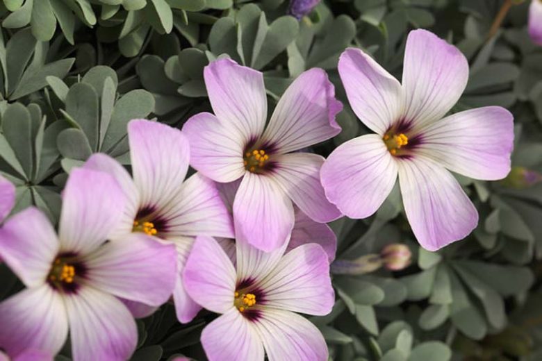 Oxalis adenophylla, Silver Shamrock, Chilean Oxalis, Pink Carpet Oxalis, Pink Buttercups, Pink Sauerklee, Sandoxalis, Sauer Klee, Pink flowers