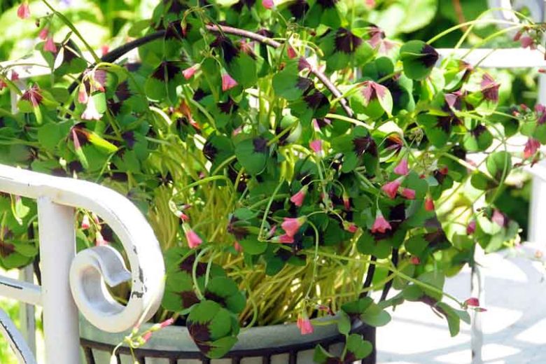 Oxalis tetraphylla 'Iron Cross', Good Luck Plant 'Iron Cross', Iron Cross Oxalis, Red flowers, Foliage Plant