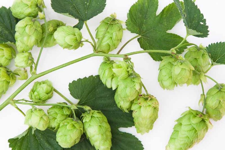 Humulus Lupulus 'Cascade', Common Hop, Climbing Vines