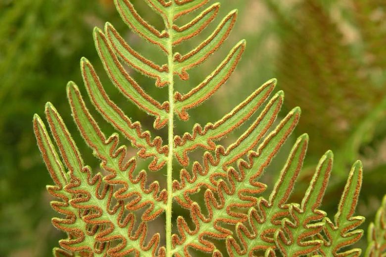 Pteridium aquilinum, Western Bracken Fern, Bracken Fern, Western Bracken, Bracken