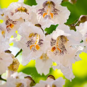 Catalpa bignonioides, Catawba, Southern Catalpa, Indian Cigar, Eastern Catalpa, Smoking Bean, Indian Bean Tree, Catalpa catalpa, Catalpa syringaefolia
