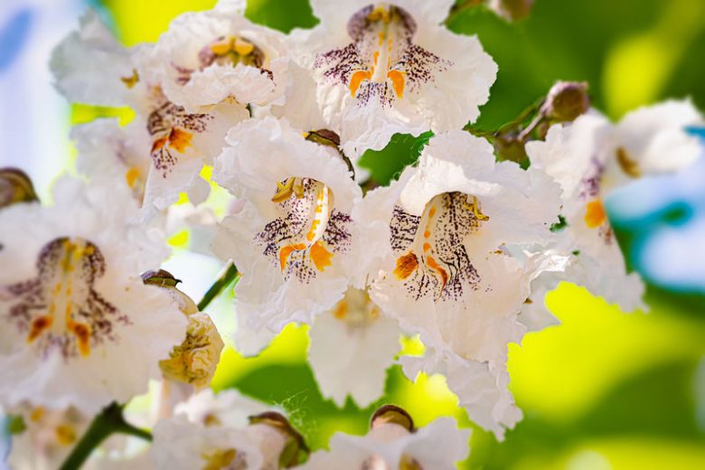 Catalpa bignonioides, Catawba, Southern Catalpa, Indian Cigar, Eastern Catalpa, Smoking Bean, Indian Bean Tree, Catalpa catalpa, Catalpa syringaefolia