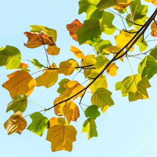 Liriodendron chinense, Chinese Tulip Tree, Fall Color, Tulip Flowers